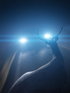 A deer in car headlights on highway